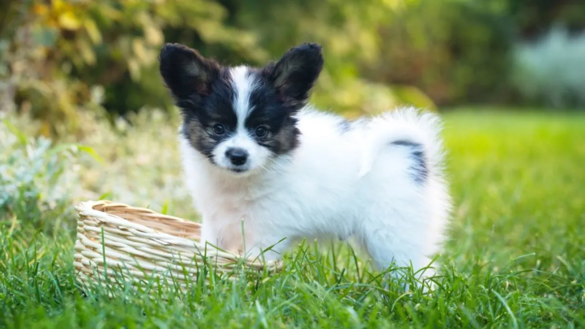 8 small yet fierce pet dog breeds