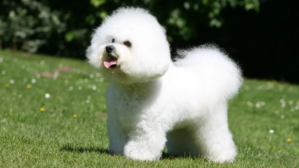 13 Fluffy Dog Breeds You Can’t Wait to Snuggle