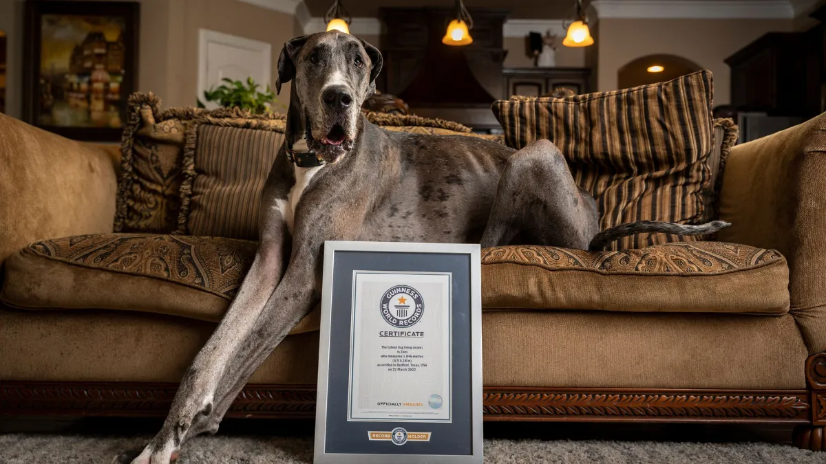 Top 8 Biggest Dogs in the World: Largest Breeds and Record Holders