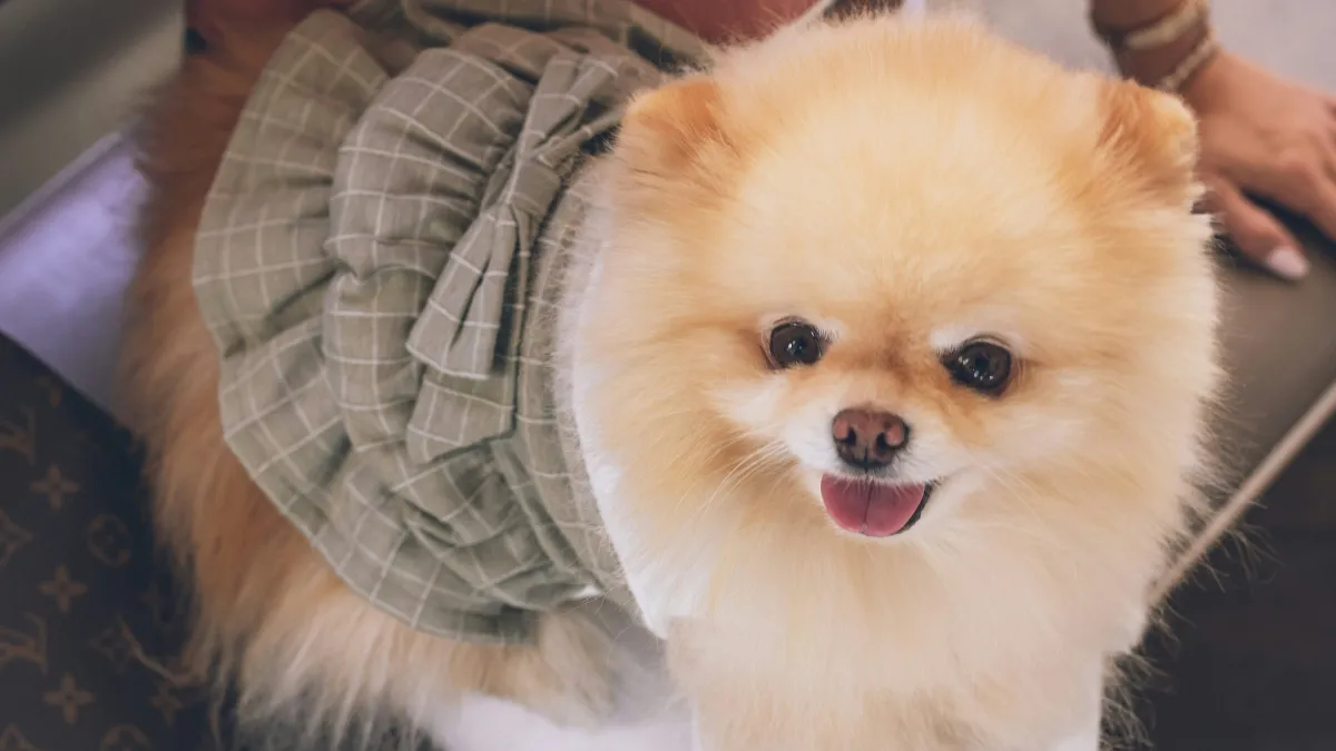 Top 10 Cutest Puppies in the World: Unbelievably Adorable Breeds