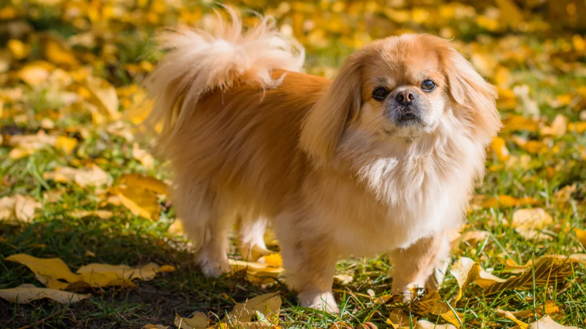 11 Dog Breeds With The Lowest Exercise Needs For Senior Pet Owners