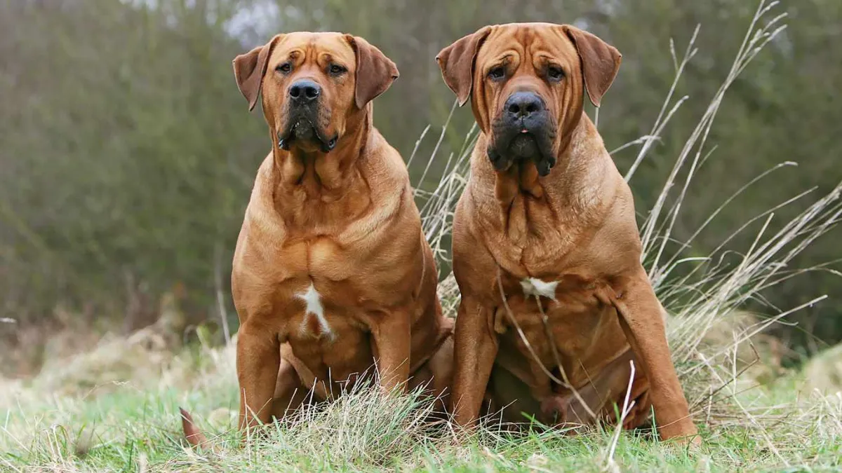 Top 10 Largest Dog Breeds with Expert Tips