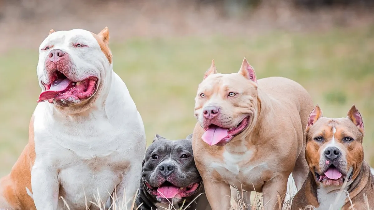 Top 9 Types of Bulldogs That Are as Adorable And Loyal