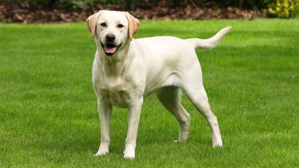 Top 8 Dog Breeds to Train Easily