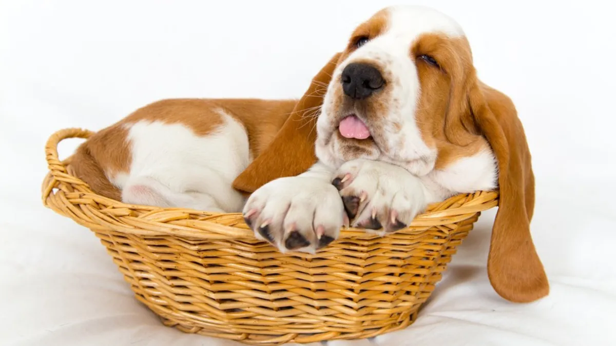 Top 10 Most Popular Dogs Found In The Suburbs