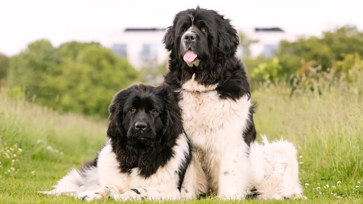 Top 10 Dog Breeds That Will Melt Your Heart with Their Friendliness