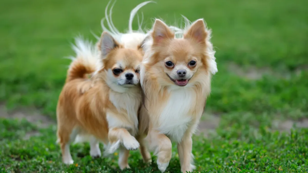 What Are the Top 9 Best Small Breed Dogs for First-Time Owners?